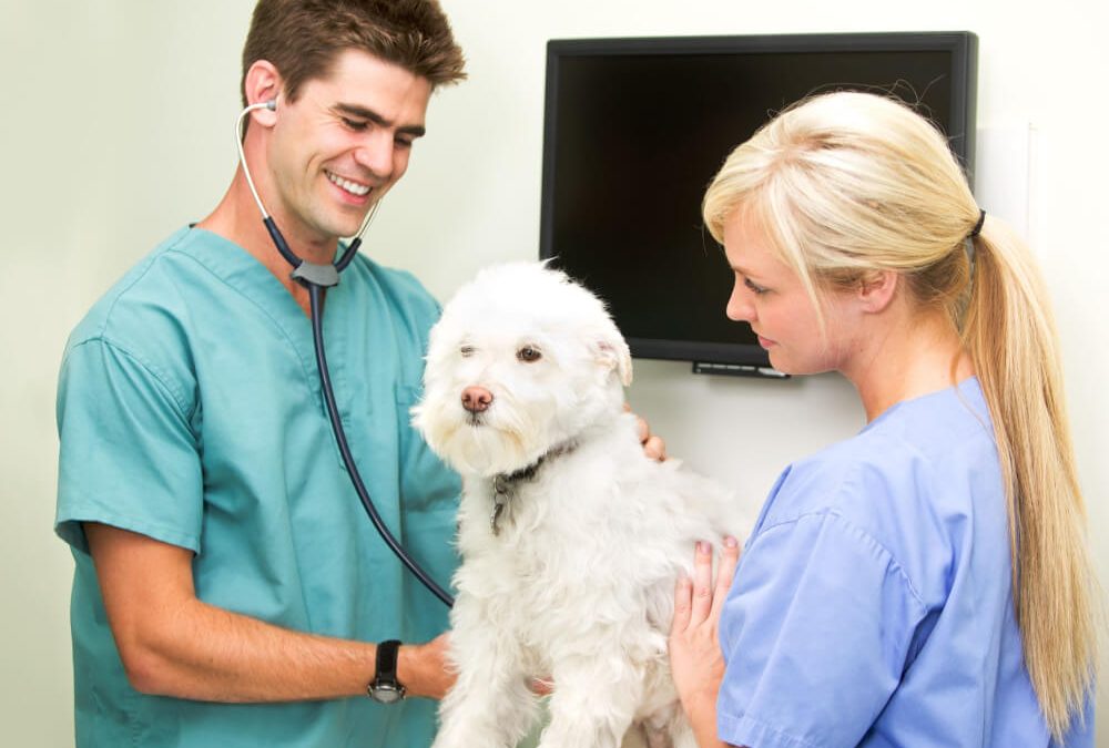 Essential Tips for Stress-Free Dog Care Murrells Inlet SC Pet Owners Should Know