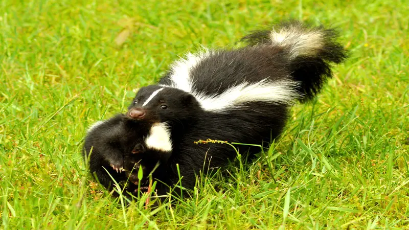 A Comprehensive Guide to Dealing with Skunk Removal in Westfield, MA