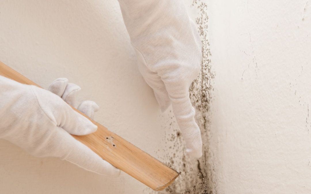 The Importance of Mold Remediation in Saunders County, NE.