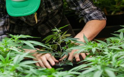 The Lasting Benefits of Business Indoor Plant Installations Rockford, IL for Offices