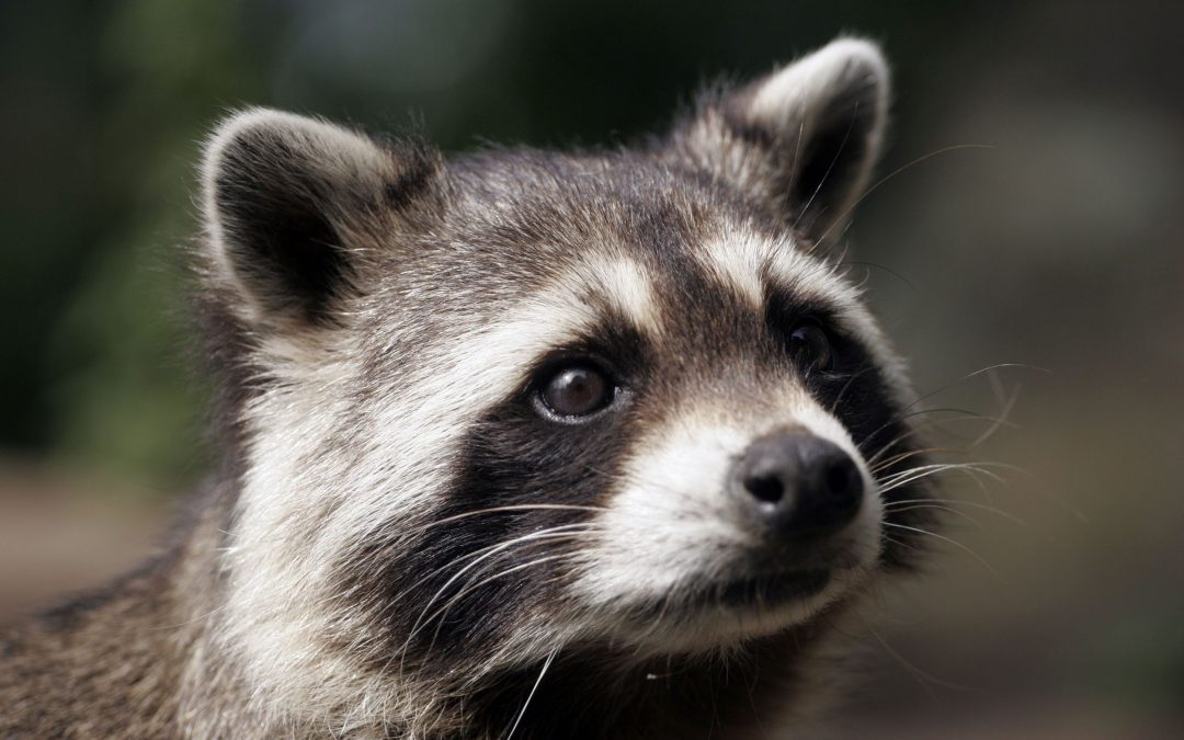 Efficient Raccoon Removal in Westfield, MA: Protecting Your House and Well-being