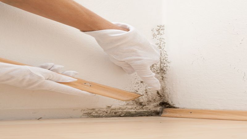 Eradicate Mold: A Comprehensive Guide to Mold Damage Remediation Services in Omaha, NE.