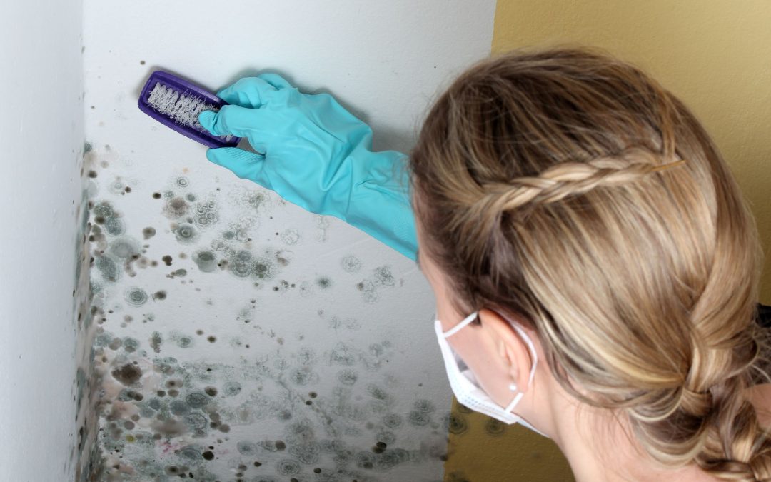 Taking on Practical Mold Damage Repair in Council Bluffs, IA