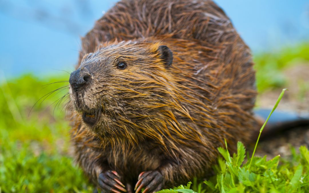 Protecting Resources: Efficient Beaver Removal in Westfield, MA