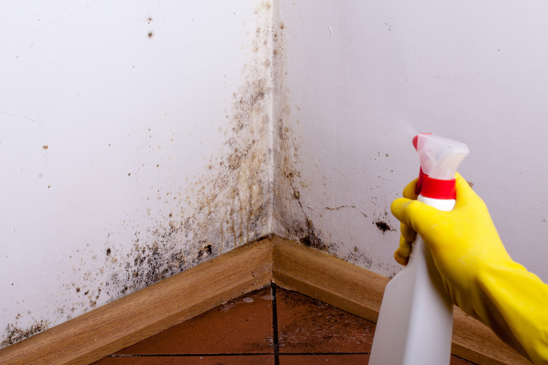 Complete Guide for Mold Remediation in Saunders County, NE