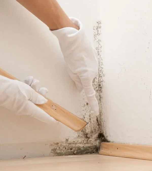 Effective Mold Remediation in Omaha, NE: Protecting Your Home and Health