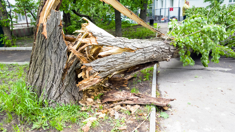 Restoring Hope After the Storm: Expert Storm Damage Cleanup in Saunders County, NE