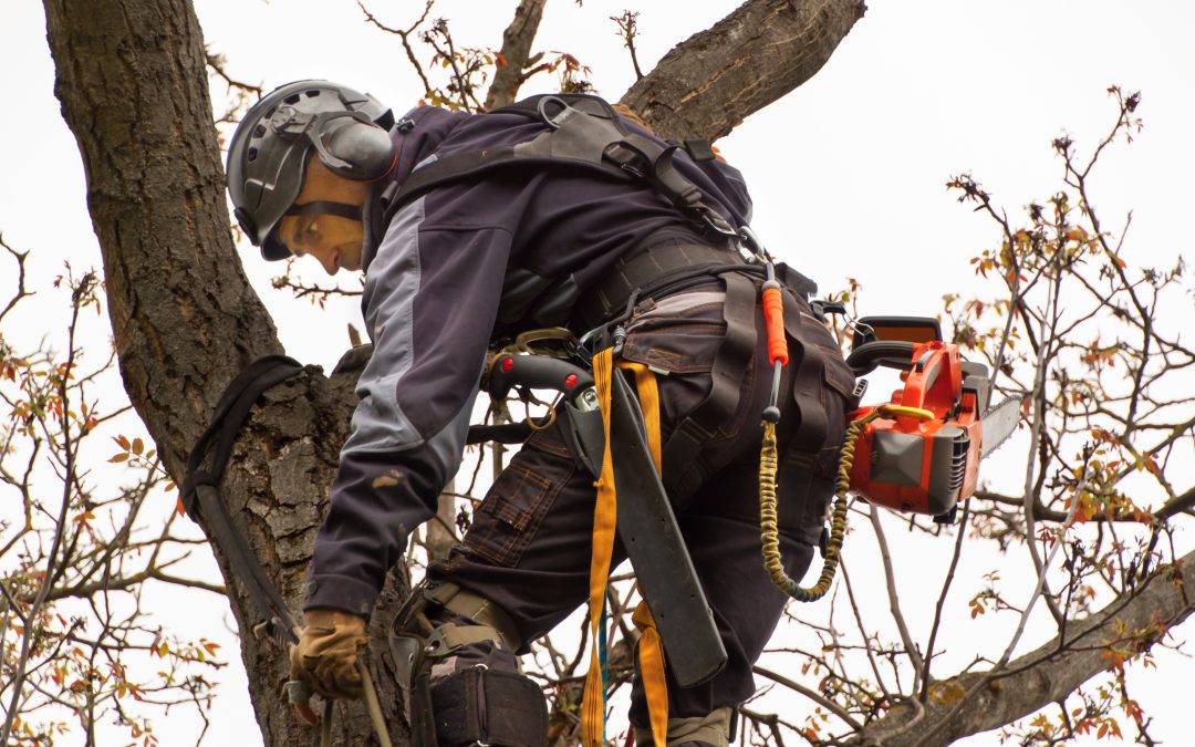 Protecting Homes and Businesses with Reliable Tree Removal Services in Southwestern, NJ