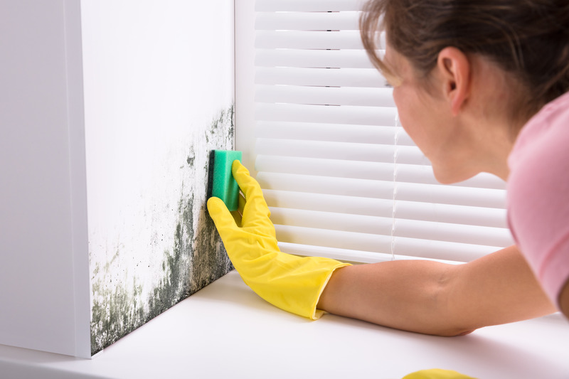 Effective Mold Cleaning Services Tampa: The Ultimate Solution for Healthy Homes