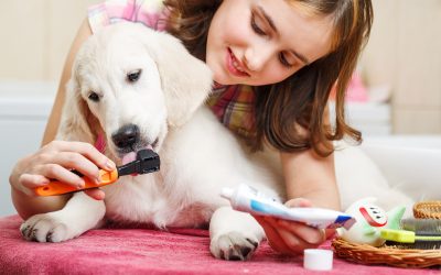Ensure your pet’s comfort with trusted dog boarding Wisconsin Rapids WI solutions nearby