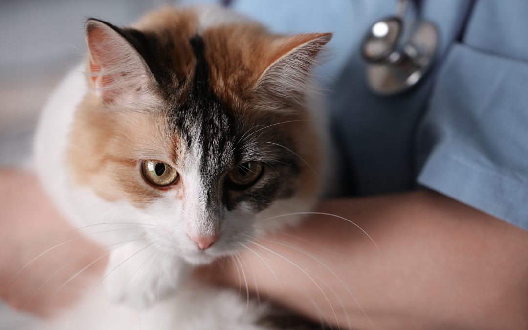 Ensure Happy Healthy Felines with Cat Vet Clinic Monmouth County NJ, Tailored Services