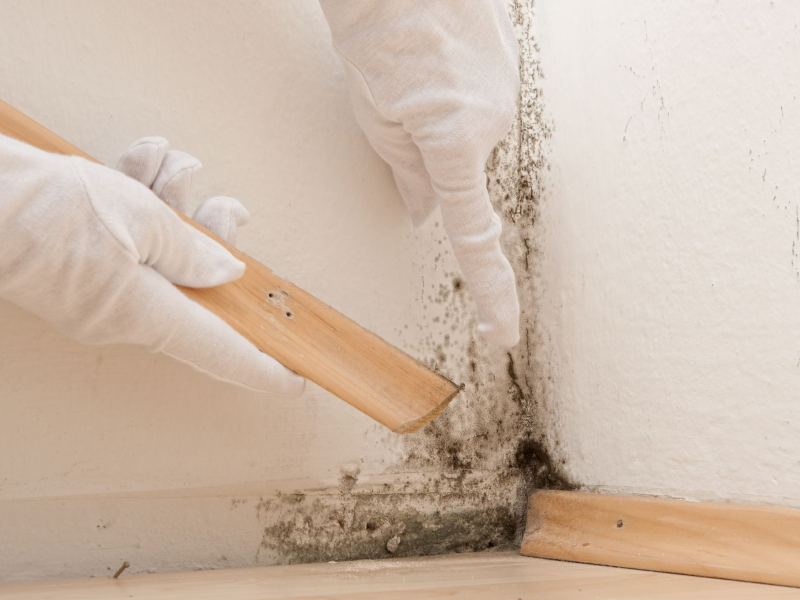 What Every Homeowner Should Know About Mold Mitigation Tampa Services