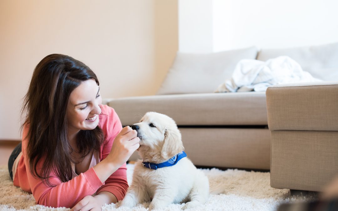 How Dog Grooming Wisconsin Rapids WI Improves Your Dog’s Comfort and Health