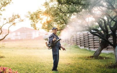 Save Time and Hassle by Choosing Weed Control Services Cave Creek AZ for Your Property