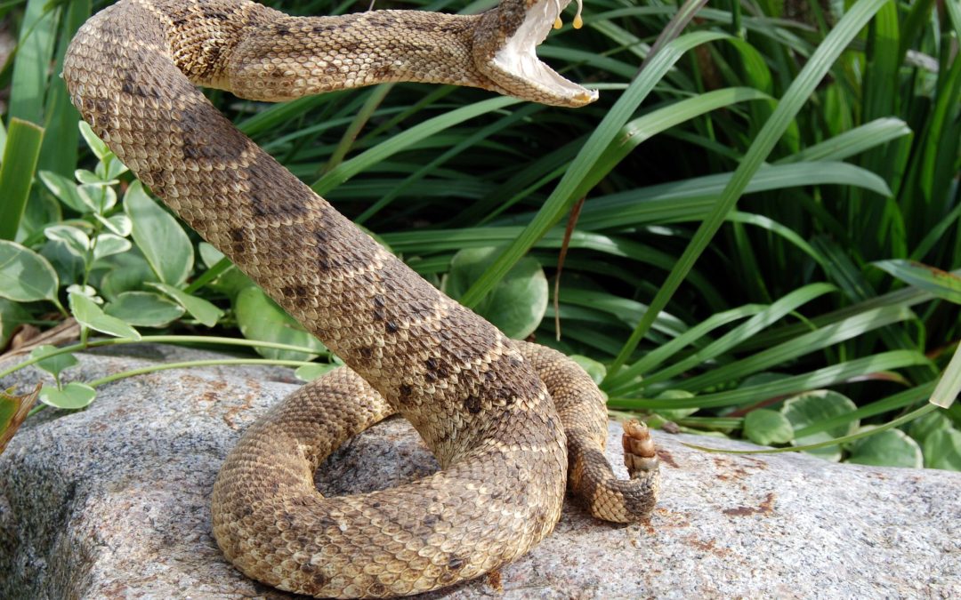 Prevent Animal Intrusions Using Local Wildlife Removal Service Oakdale MN Expertise