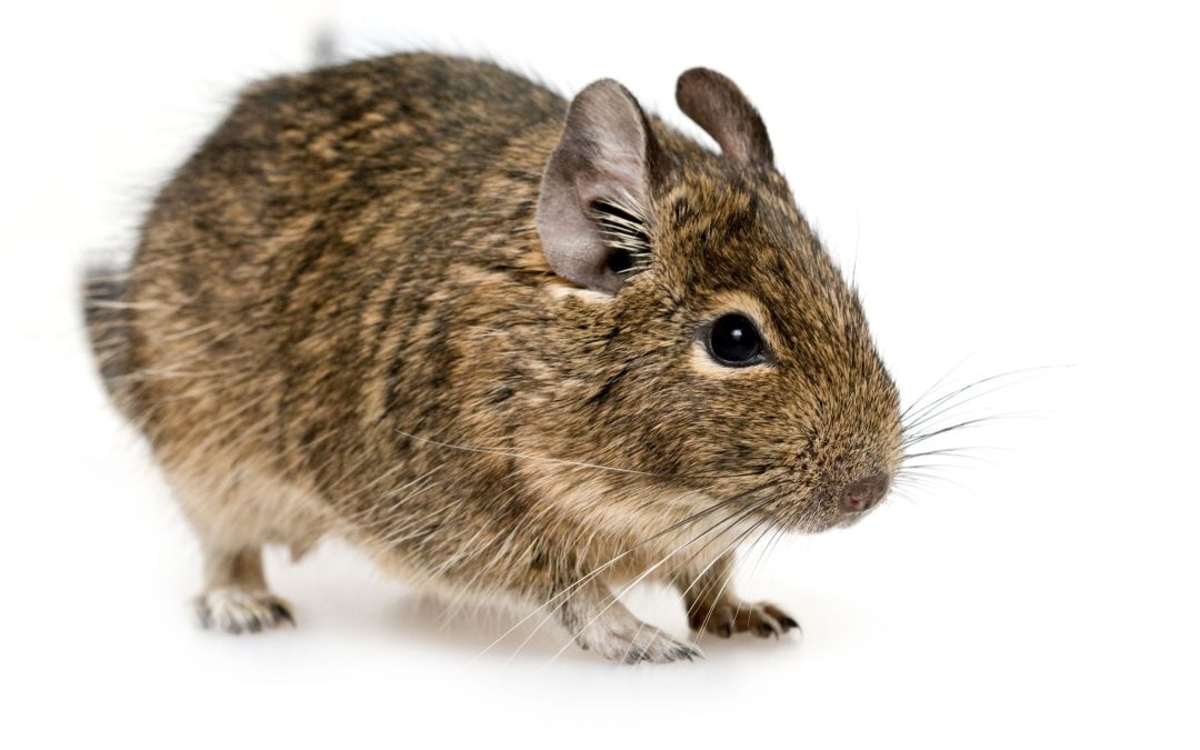 Rodent Control Danville CA Made Simple with Smart Prevention Tips for Homeowners
