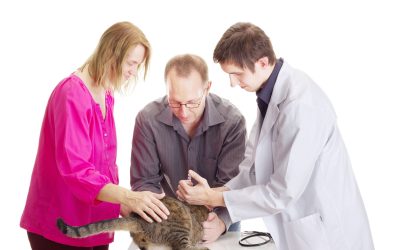 Experience the Convenience of a House Call Vet Fort Lauderdale Pet Owners Trust