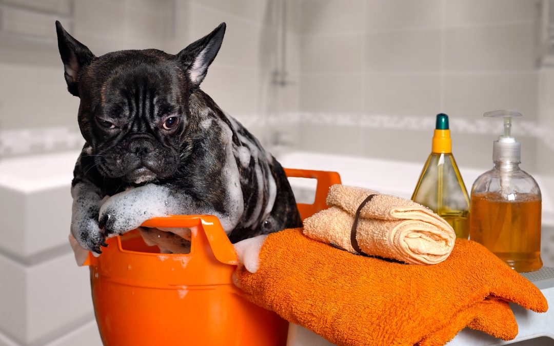 Give Your Pet a Fresh Start with Dog Bath in Wisconsin Rapids, WI for Healthier Coats