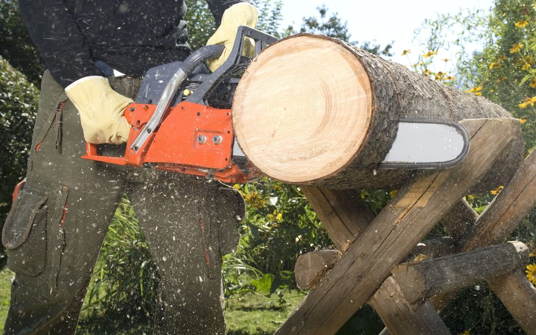 How Proper Tree Trimming Montgomery County Services Keep Your Yard Safe and Beautiful