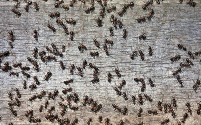 Effective Strategies for Carpenter Ant Control in Plymouth County MA Homeowners Should Know