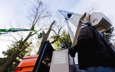 How Crane Tree Removal in Senoia, GA, Ensures Efficient Storm Cleanup